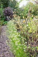 Vegetable garden in autumn with seed heads of Anethum graveolens, Allium tuberosum 