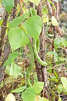 Last runner beans in autumn, Phaseolus vulgaris 