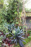 Vegetable garden in autumn, Brassica oleracea Nero di Toscana, Phaseolus vulgaris 