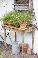 Table on the terrace with Spanish daisies in pot, Erigeron karvinskianus 