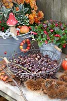 Sweet chestnuts in a basket, Castanea sativa 