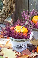 Birch bark pots with pumpkin and Calluna Beauty Ladies 