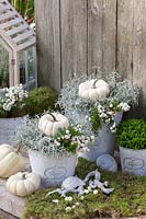Pots with Hebe, Barbed Wire Plant, Snowberry and Pumpkin Baby Boo, Hebe armstrongii, Calocephalus brownii, Symphoricarpos, Cucurbita Baby Boo 