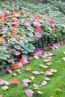 Autumn leaves of the Judas tree on fairy flowers and lawn, Epimedium 