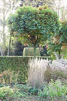 Globe oak, Quercus palustris Green Dwarf 