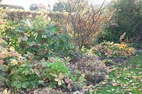 Autumn bed with hydrangea, wood aster and show leaf, Hydrangea quercifolia, Aster divaricatus, Rodgersia pinnata 