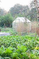 Vegetable garden in October with beans and kale, Brassica oleracea; Phaseolus vulgaris 