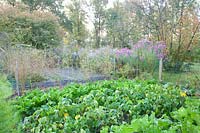 Vegetable garden in October with beans and kale, Brassica oleracea; Phaseolus vulgaris 