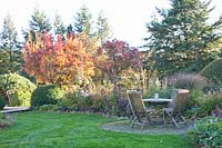 Seating area in the autumn garden with smoke tree, Cotinus coggygria Royal Purple 