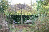 Seating area with silver birch in November, Betula pendula Youngii 