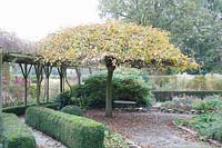 Garden in November with weeping birch, Betula pendula Youngii 