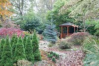 Garden in November with sugarloaf spruce, Picea glauca 