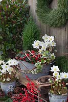 Pots with juniper, yarrow, Christmas roses, skimmia and ivy, Juniperus chinensis Stricta, Gaultheria, Helleborus niger White Christmas, Skimmia japonica Rubella, Hedera helix Goldchild 