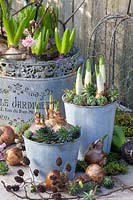 Pre-grown daffodils with houseleek in pots, Narcissus Bridal Crown, Narcissus Falconet, Sempervivum 