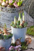 Pre-grown daffodils with houseleek in pots, Narcissus Bridal Crown, Narcissus Falconet, Sempervivum 