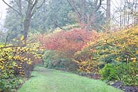 Get rid of witch hazel, Hamamelis intermedia 