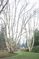 Himalayan birch in winter, Betula utilis var. jaquemontii 