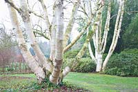Himalayan birch in winter, Betula utilis var. jaquemontii 