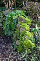Mossy quarry stone wall in the garden 