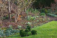 Garden in February with snowdrops and boxwood chickens 