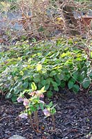 Lenten roses and winter primrose, Helleborus orientalis, Epimedium 