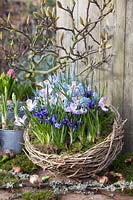 Nest-shaped basket with small flower meadow, Iris reticulata, Crocus, Muscari 