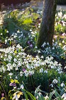 Snowdrops in the bed, selective depth of field, Galanthus 