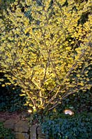 Witch hazel in winter with spotlights, Hamamelis Arnold Promise 