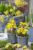 Winter aconites in a pot, Eranthis cilicica, in the background witch hazel, Hamamelis intermedia Arnold Promise 