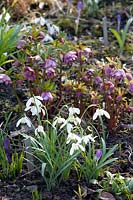 Snowdrops and Lenten rose, Helleborus orientalis, Galanthus Mrs. Thompson, selective depth of field 