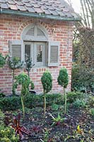 Vegetable garden with kale and chard in winter, Brassica oleracea, Beta vulgaris 