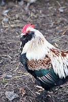 Rooster of the Faverolles breed 