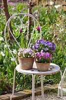 Chair with horned violet in pot, Viola cornuta 