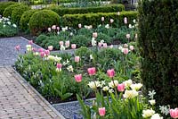 Front garden with tulips and grape hyacinths, Tulipa, Muscari 