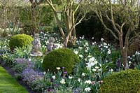Spring bed in white and blue, Pulmonaria, Buxus, Tulipa Exotic Emperor 