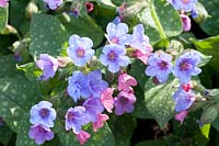 Portrait Lungwort, Pulmonaria 