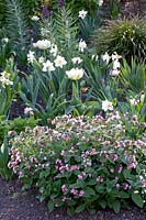 Lungwort and bulbous flowers, Pulmonaria 