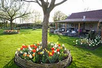 Seating area and tree disks planted with tulips and daffodils, Tulipa, Narcissus, 