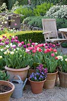 Tulips, wallflowers and horned violets in pots, Tulipa, Erysimum, Viola cornuta 