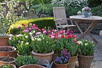 Seating area with tulips in pots, Tulipa 