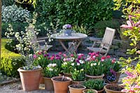 Seating area with tulips and ornamental apple in pots, Tulipa, Malus Golden Hornet 