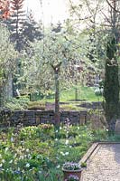 Garden with ornamental pear, Pyrus salicifolia Pendula 