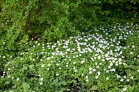 Jac.P.Thijssepark, Wood Anemone, Anemone nemorosa 