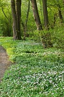 Jac.P.Thijssepark, Wood Anemone, Anemone nemorosa 