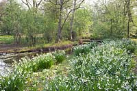 Jac.P.Thijssepark, Leucojum aestivum 