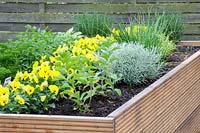 Herbs in the raised bed, Allium schoenoprasum, Helichrysum italicum, Rosmarinus officinalis, Thymus, Stevia rebaudiana 