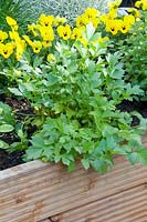 Lovage in raised beds, Levisticum officinale 