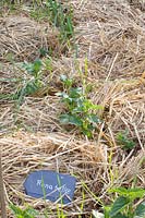 Straw-grown potatoes, Solanum tuberosum Annabelle 