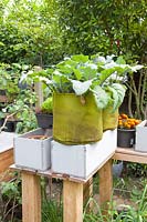 Vegetables in pots, kohlrabi, Brassica oleracea 
