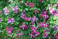 Pink violet blue, Clematis viticella Rubra 